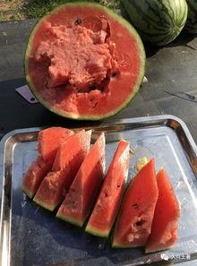 网红最近吃的瓜水煮瓜,水煮瓜，美味与话题并存  第2张